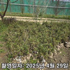 착한가격 나무생각 / 백철쭉 / 30cm / 5주