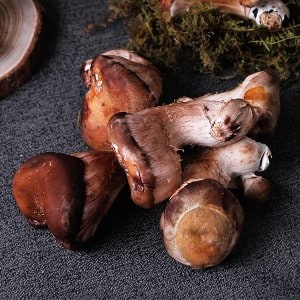 감동 나주 유주호님의 무농약 참송이버섯 1kg (가정용)