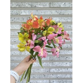[리블라썸] 생화 알스트로메리아 믹스 꽃다발 생일 기념일 선물 꽃