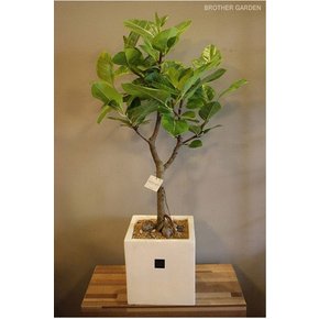 [미세먼지제거/공기정화식물]뱅갈고무나무