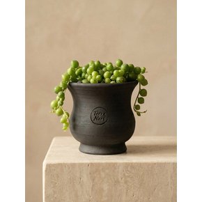 검은 토분에 담긴 그린 비즈 콩란(Green Beads in Black Pot)