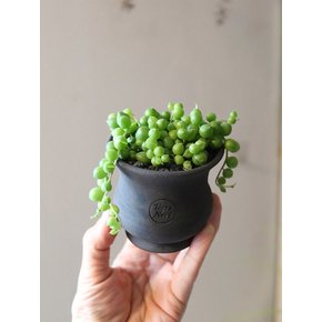 검은 토분에 담긴 그린 비즈 콩란(Green Beads in Black Pot)