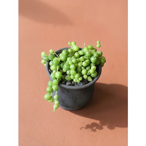 Add Image 2