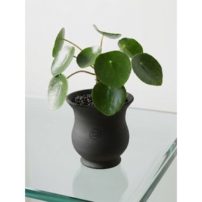 행운을 부르는 식물 필레아페페 Terra Nori Clay Pot(M)