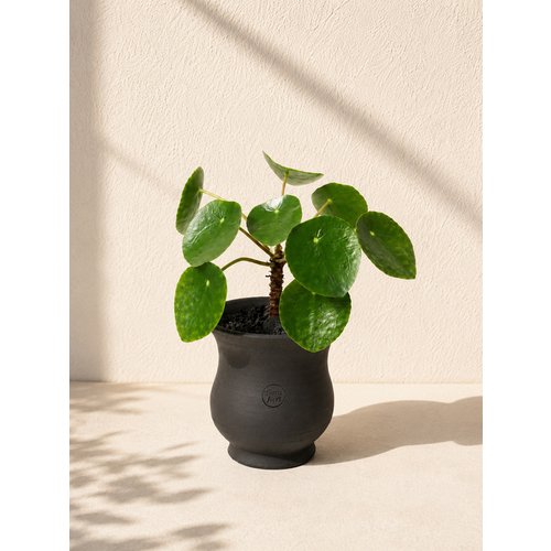 Add Image 6