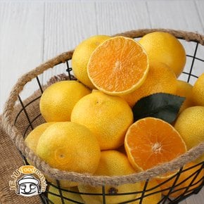 조은돌담 서귀포 황금향 1.5kg (실속형 대과)