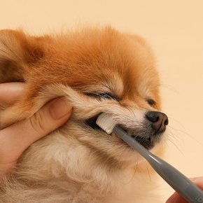 도스펫 360도 강아지칫솔 구취 치석제거 중소형견 2개