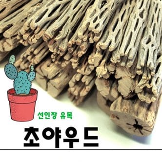  초야우드 10cm / 선인장유목 ,초야유목