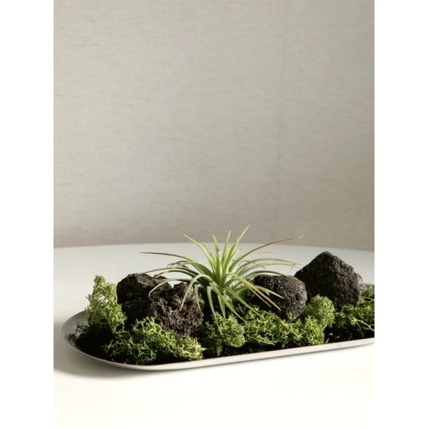 모스트레이 틸란드시아 이오난사 공기정화 식물오브제