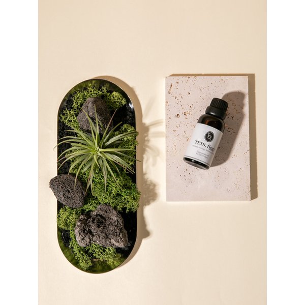 모스트레이 틸란드시아 이오난사 공기정화 식물오브제