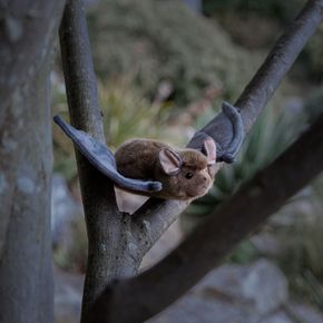 애너미고스 영국에서 온 동물친구 박쥐인형 귀여운 동물인형..[33675893]