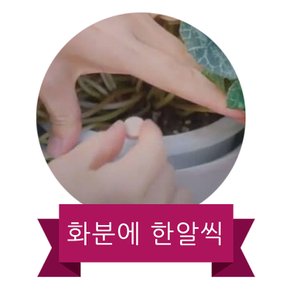 하이포넥스 프로믹 50g 약 33~34개