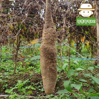  안동산지에서 바로보내드리는 튼실한 산마(상) 2kg