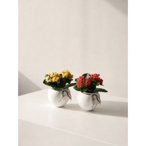 [Still Green] Kalanchoe Moon Jar - 미니 겹카랑코에 달항아리 조화 화분 오브제