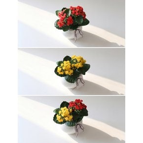 [Still Green] Kalanchoe Moon Jar - 미니 겹카랑코에 달항아리 조화 화분 오브제
