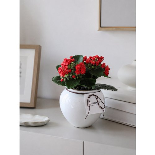 Add Image 3