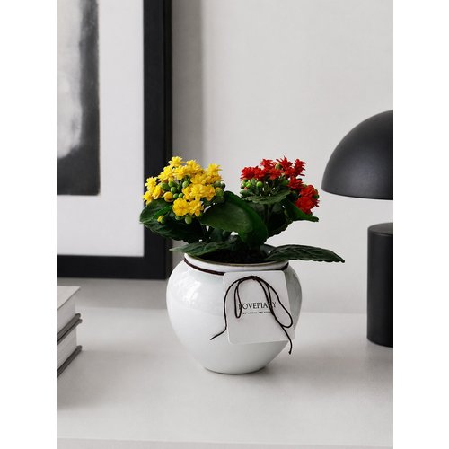 Add Image 5