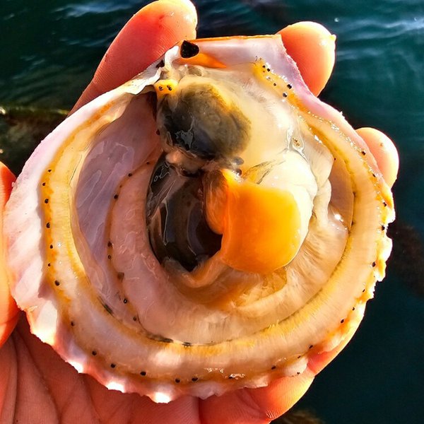 바다향 가득 제철 홍가리비 1kg