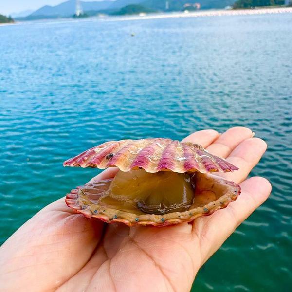 바다향 가득 제철 홍가리비 1kg