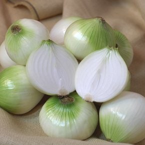 속이 꽉찬 햇 양파 3kg (특품/반찬용)