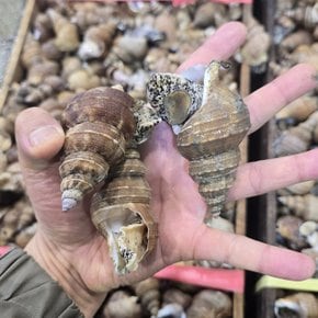 국내산 쫄깃한 살고동 대 1kg