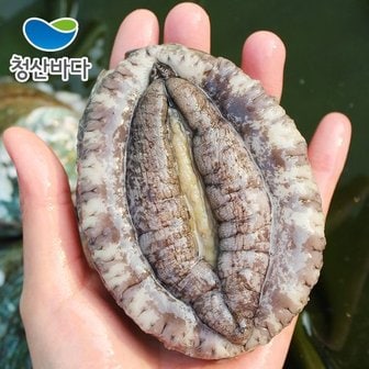 청산바다 [9/6(금)순차출고][청산바다]완도활전복 특대 7-8미 1.5kg(약 11-12마리) (선물포장가능)