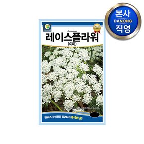 레이스 플라워 아미 씨앗 100립 ,아미초 흰색 하얀 꽃 봄 가을 파종 꽃씨 종자,