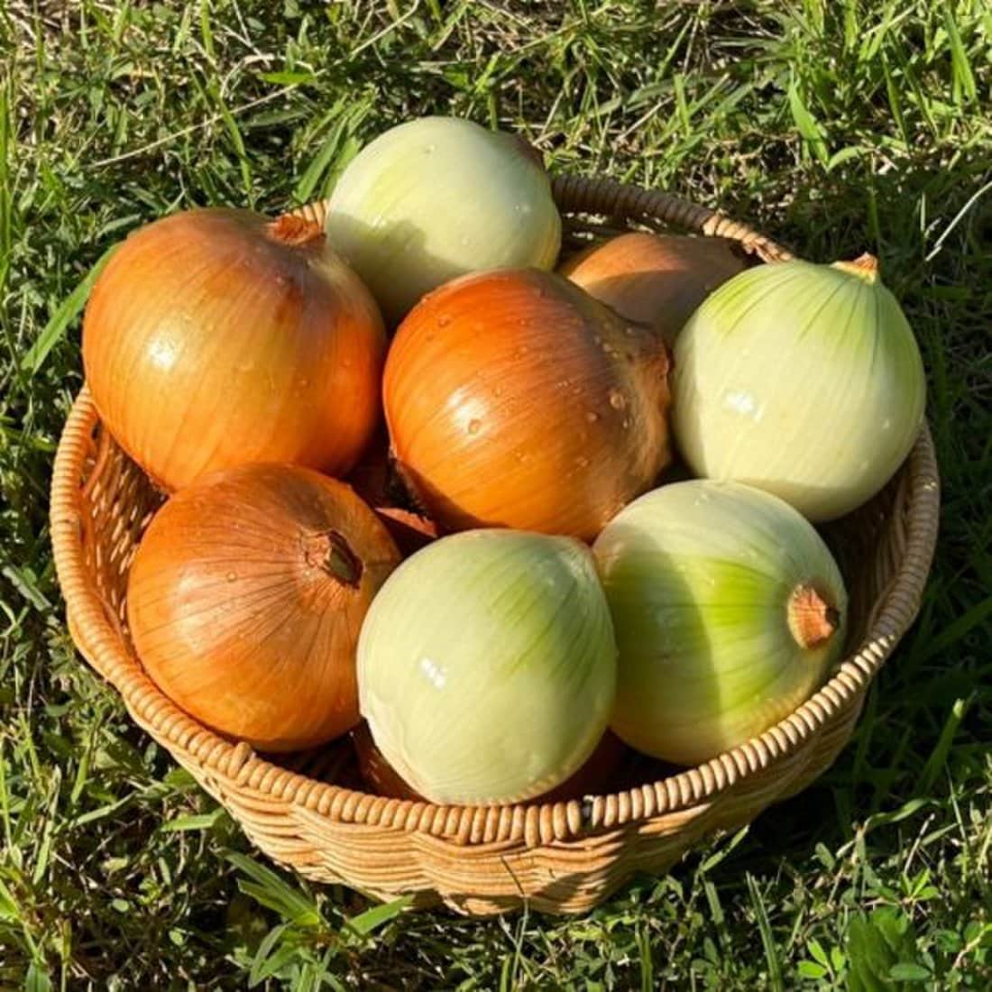 전라도 무안 양파 생양파 3kg (중대), 믿고 사는 즐거움 SSG.COM