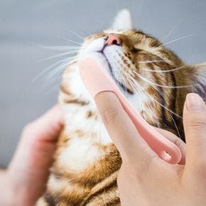 냥이 블랙헤드 턱드름 브러쉬 1개(색상 택1)