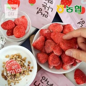[농협] 생딸기그대로 동결건조 딸기칩 나는딸기얌 12g[36168288]