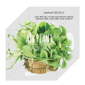 Air plant_디시디아