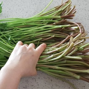 연하고 부드러운 청도 미나리 1kg