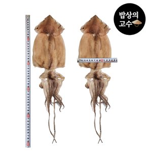  국산 구룡포 덜마른 반건조 오징어 피데기 5미 750g