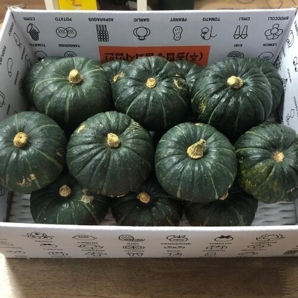 제주직송 영양만점 보우짱 미니밤단호박 2.5kg 상품(개당300-650g)
