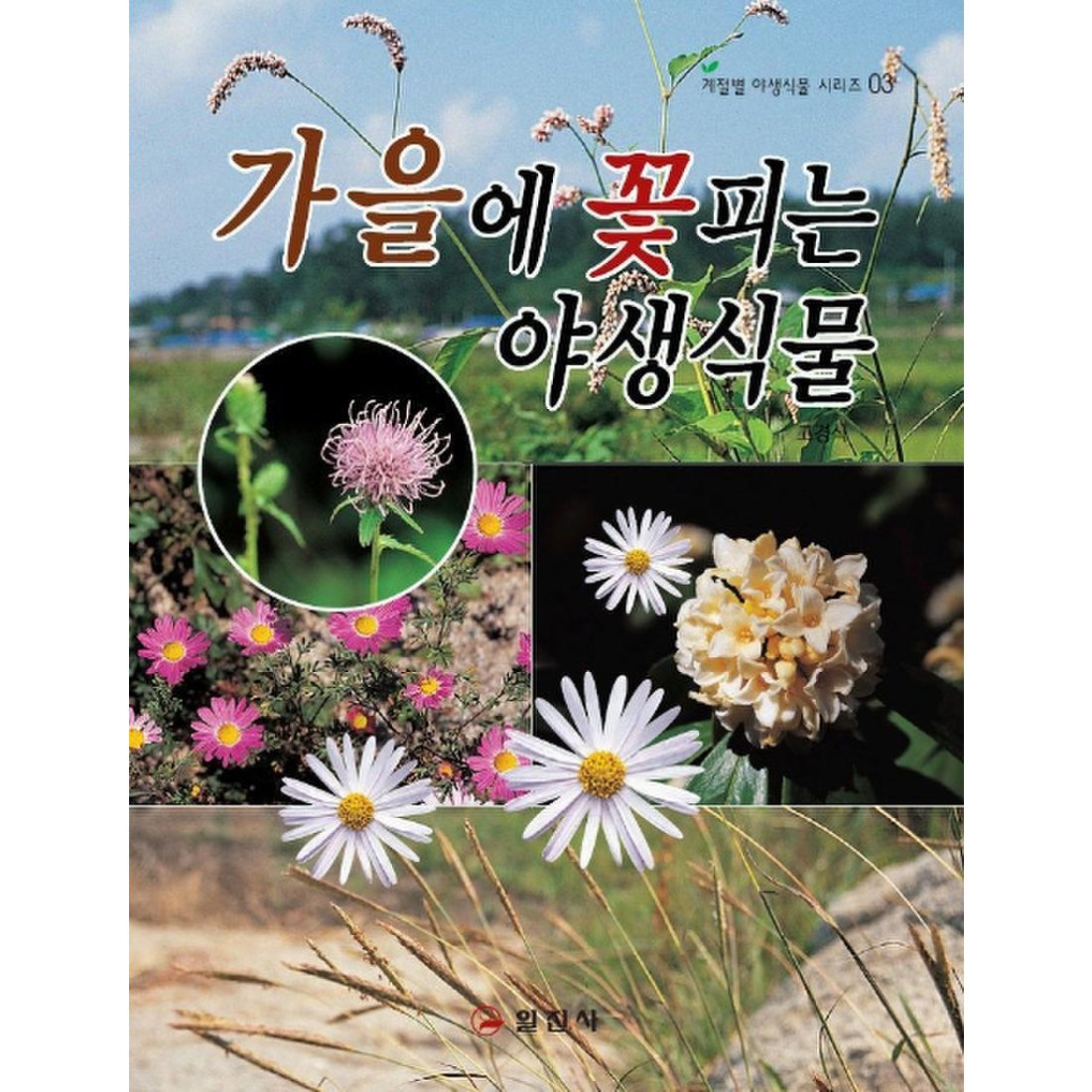 가을에 꽃피는 야생식물, 신세계적 쇼핑포털 Ssg.Com