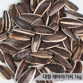 대형 해바라기씨 1kg 중대형 앵무새 햄스터