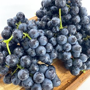 씨없는 고당도 세이블 블랙 포도 1kg