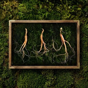 강원도 산양산삼 9-10년근 3뿌리