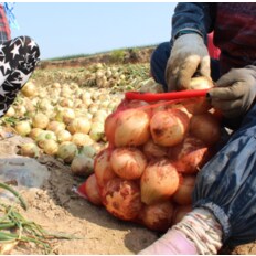 무안 햇양파 / 흰양파 소(짱아찌용) 3kg