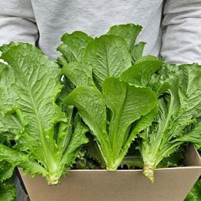 [맛꾼] 당일수확 신선한 통로메인 로메인 청상추 2kg
