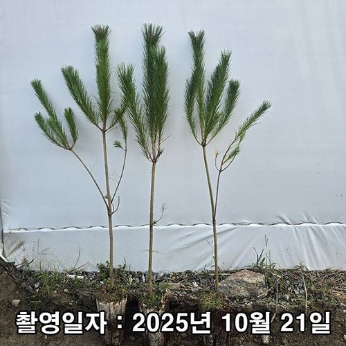 추가이미지