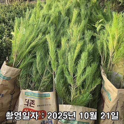 추가이미지