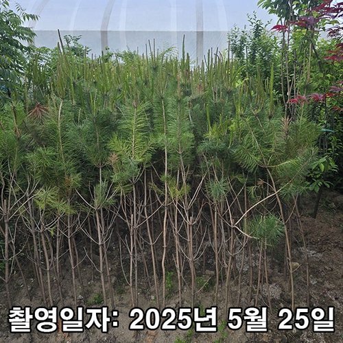 추가이미지