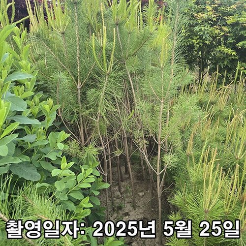 추가이미지
