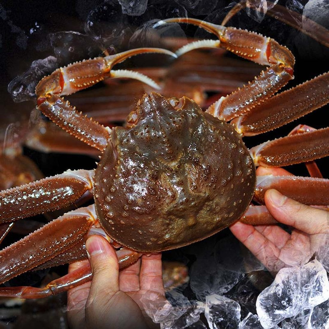 국내산 구룡포 자숙 홍게 1.5kg(수율 : 고급형70~80%5마리 / 일반형50~60% 10마리 /파지홍게_육수용,라면용 10 ...