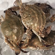 맛군 서해안 당일조업 신진도 활 암꽃게 3kg(kg당 3-5미) 빙장포장