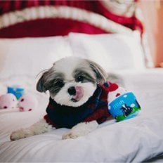 [레스케이프X벤앤제리스] MiniCup Icecream Pet toy (미니컵 아이스크림 펫토이)/노즈워크