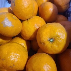 제주 화산송이 고당도 카라향 4.5kg (못난이 혼합과)