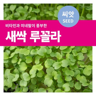 마이플랜트 새싹채소 새싹 로켓샐러드 씨앗 15g