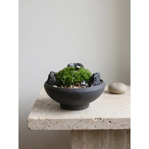책상 위 작은 숲 구름이끼 화분 - Little Forest Cloud Moss Pot